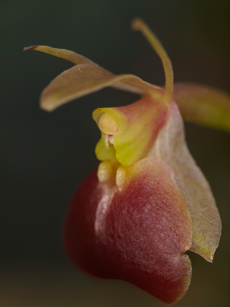 エピデンドルム・ポルパクス（Epidendrum porpax）