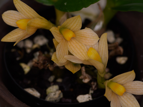 デンドロビウム・ラエヴィフォリウム（Dendrobium laevifolium） 綺麗ですね！