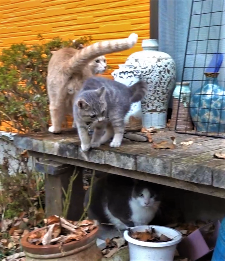 雨の日の猫たち