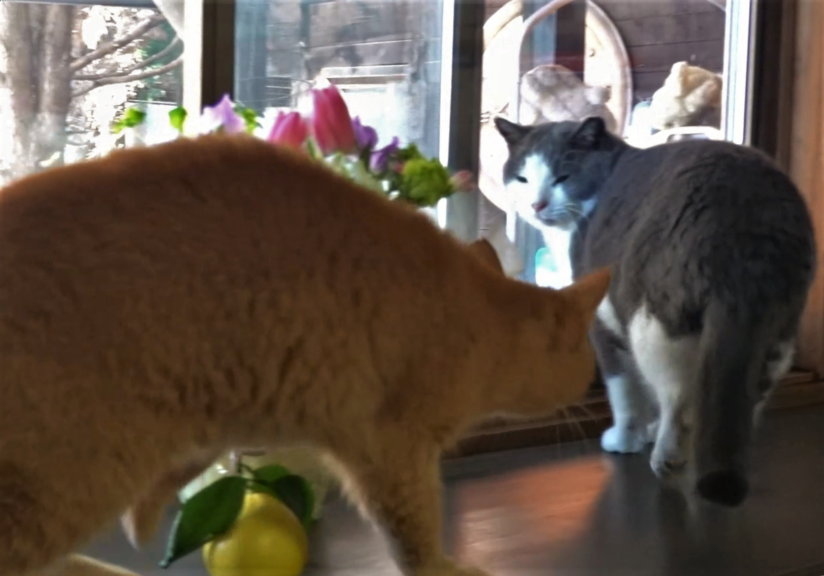 エナガと窓辺の猫