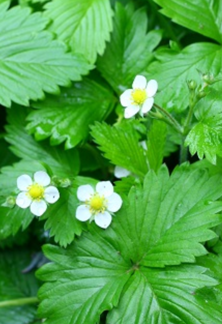 植えると結婚が現実になる植物❔