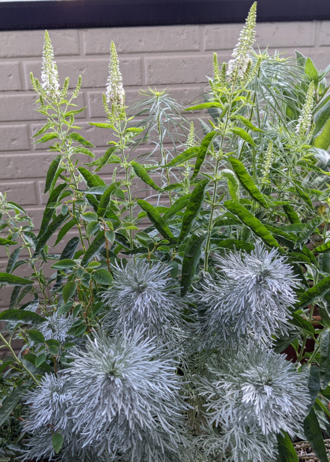 今日のお花たち