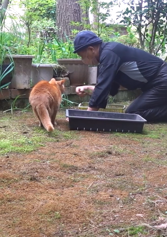 猫といっしょに草取り