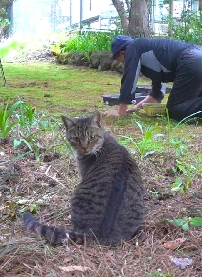 猫といっしょに草取り