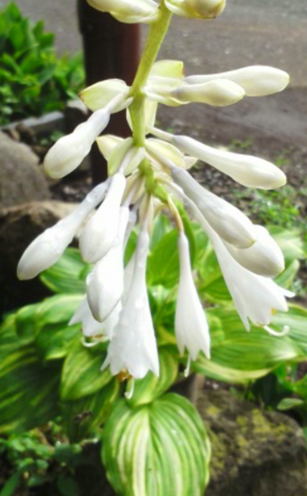 黄金富士羅紗の花