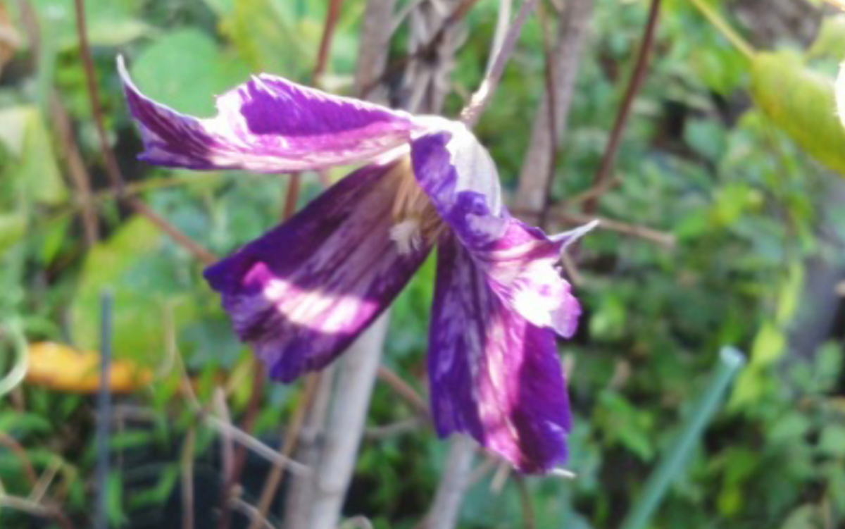 タイダイの二番花