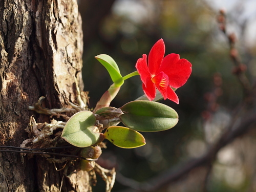 C.brevipedunculata