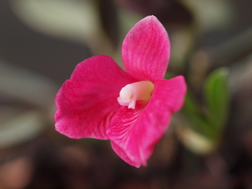 C.brevipedunculata