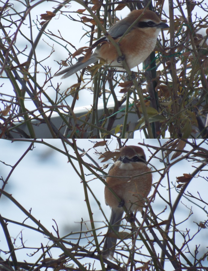 野鳥観察♪