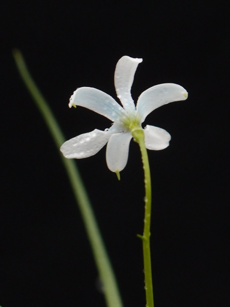 Tecophilaea violiflora