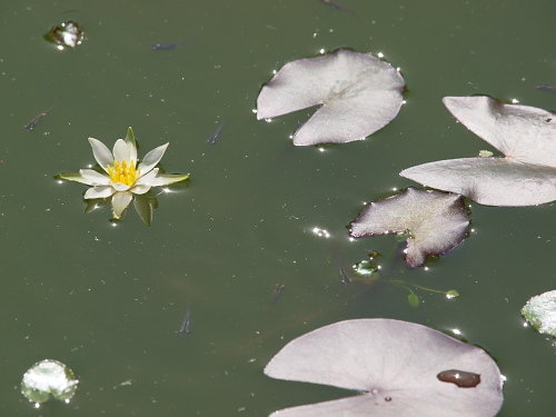 未草｜園芸日記byreosaku｜みんなの趣味の園芸｜222939