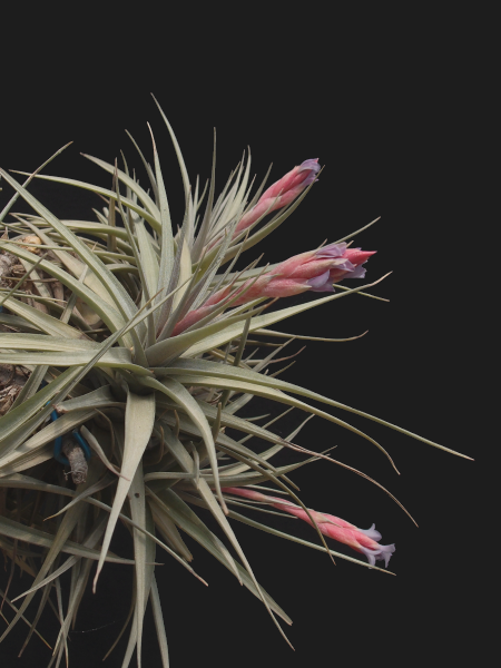 Tilllandsia aeranthos 'Purple Giant'