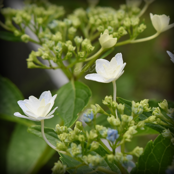 《紫陽花が咲いています 2/3》