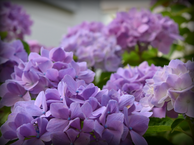 《紫陽花が咲いています3/3》