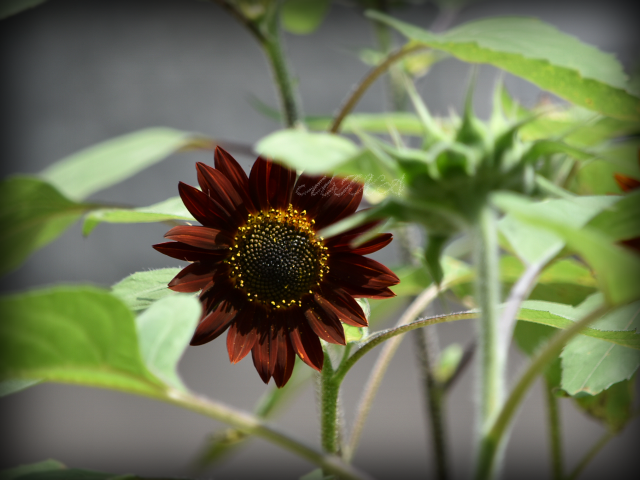 《ひまわり/プラド レッド開花しました》