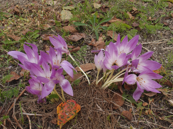 花のひとつやふたつくらいで……！