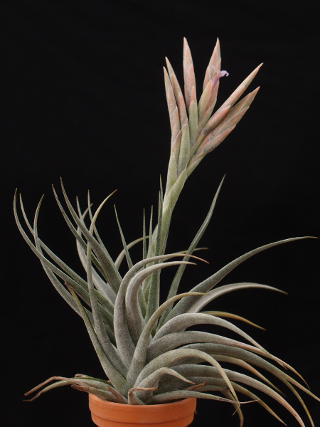 Tillandsia comarapaensis