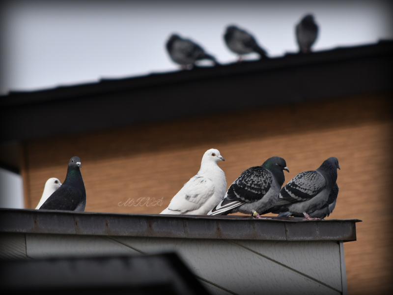 《この鳩は????》