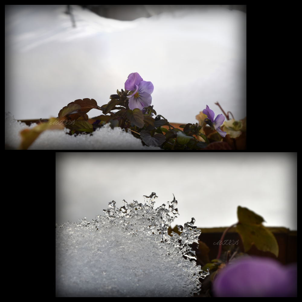 《樽鉢の雪が溶けて会えた花》