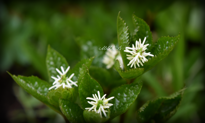 《日本翁草　咲きました》