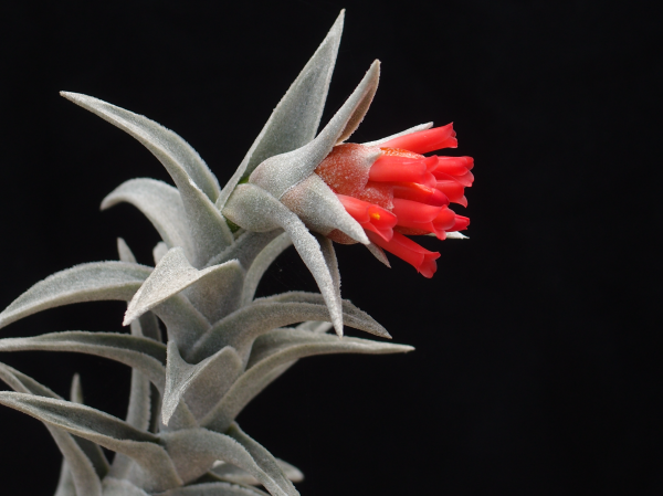 Tillandsia edithiae