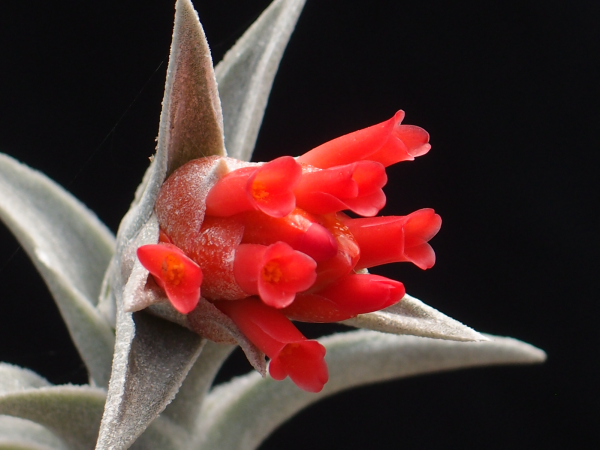 Tillandsia edithiae