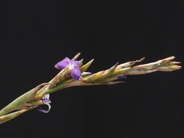 Tillandsia duratii