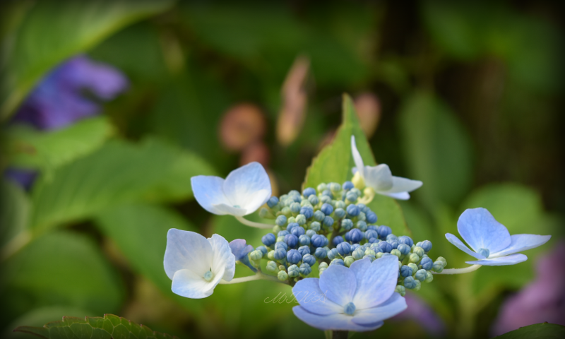 《7/29-3紫陽花》