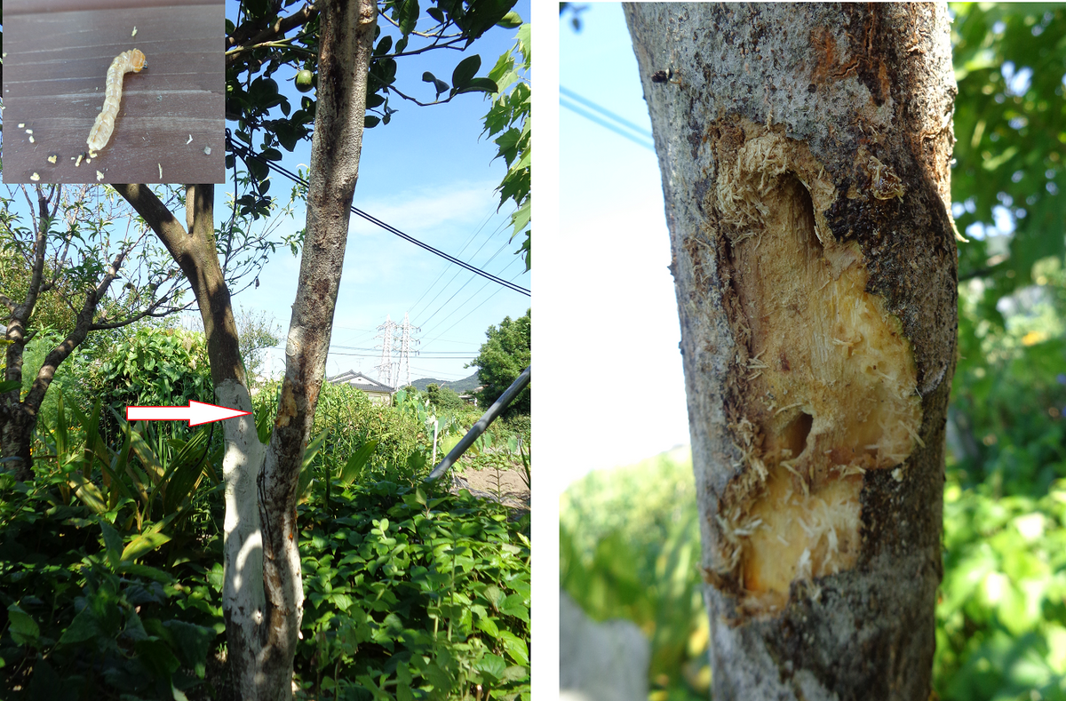 土佐ボンタンにカミキリムシ( ﾟДﾟ)　虫写真あり