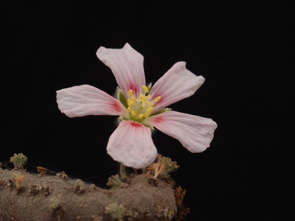 Sarcocaulon multifidum