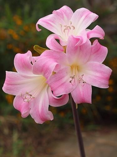 アマリリス・ベラドンナの植え替え