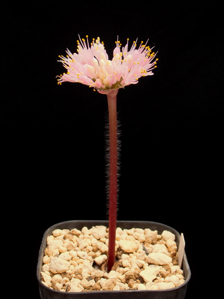 Haemanthus humilis subsp. humilis