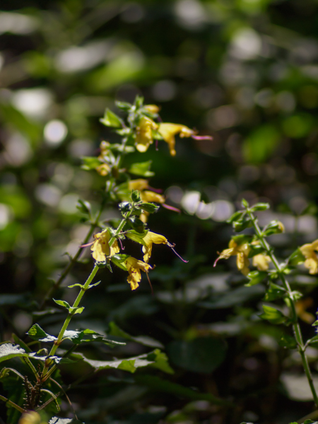 秋の花と…