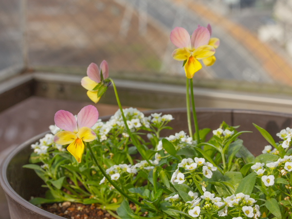 ビオラの植え付け＆寄せ植えづくり