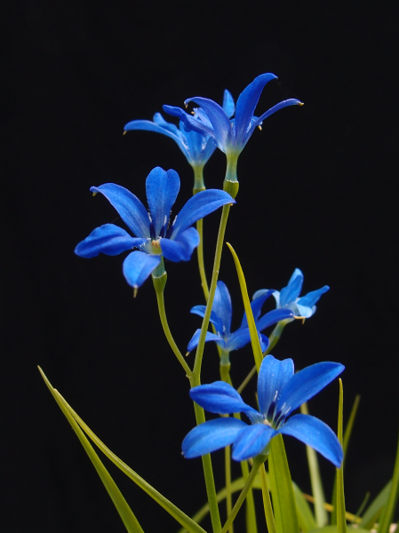 Tecophilaea violiflora