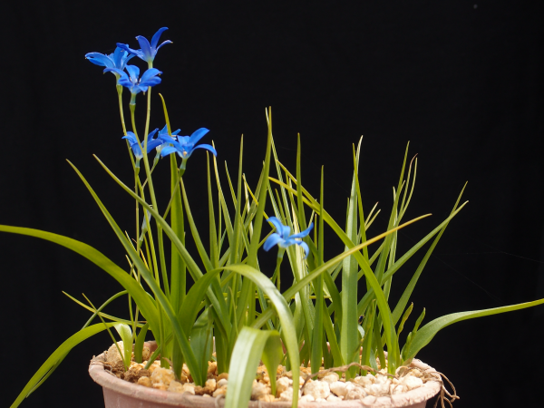 Tecophilaea violiflora