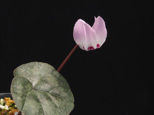 Cyclamen libanoticum