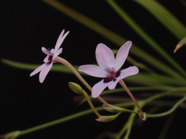 Freesia laxa