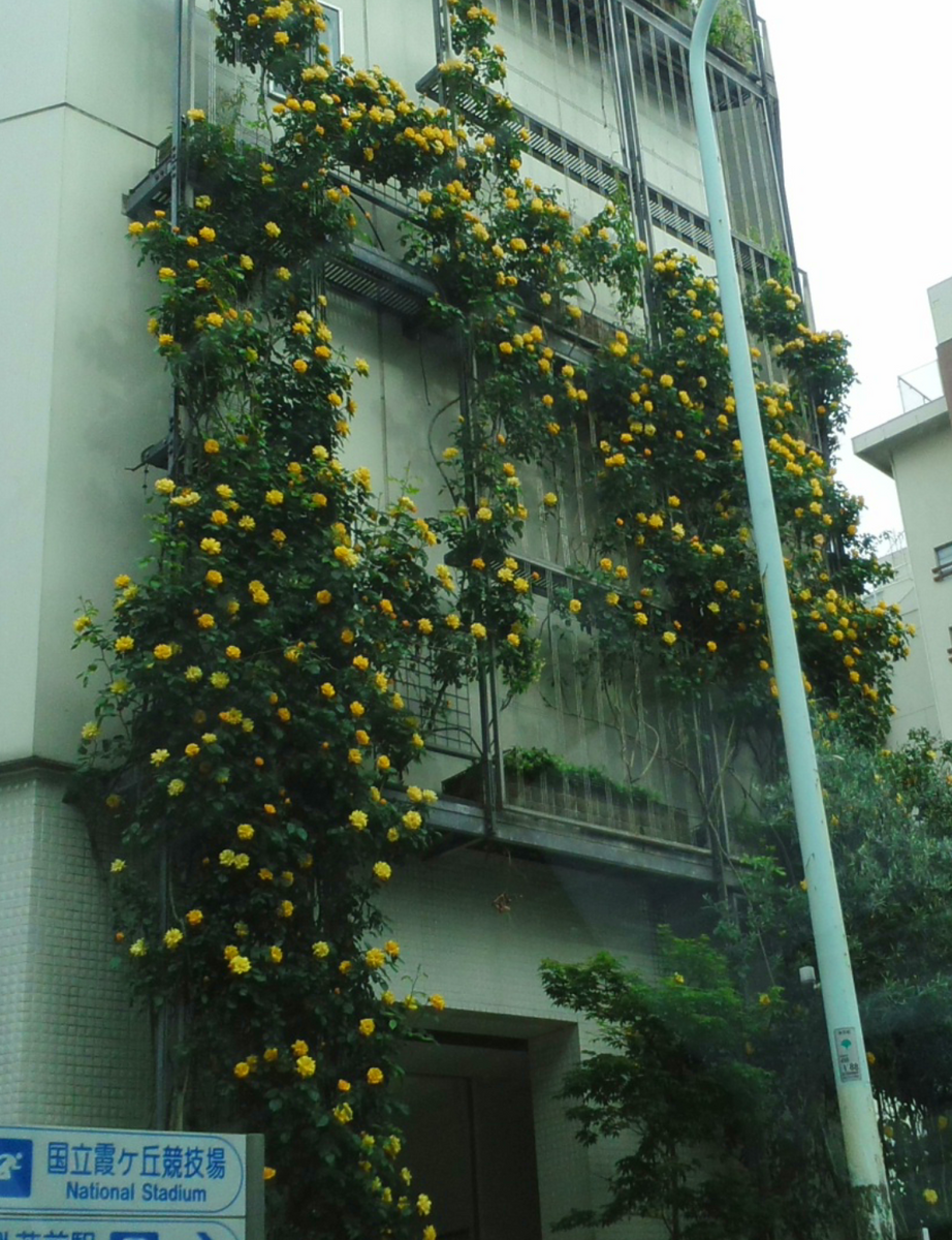 街で見かけた壁面緑化