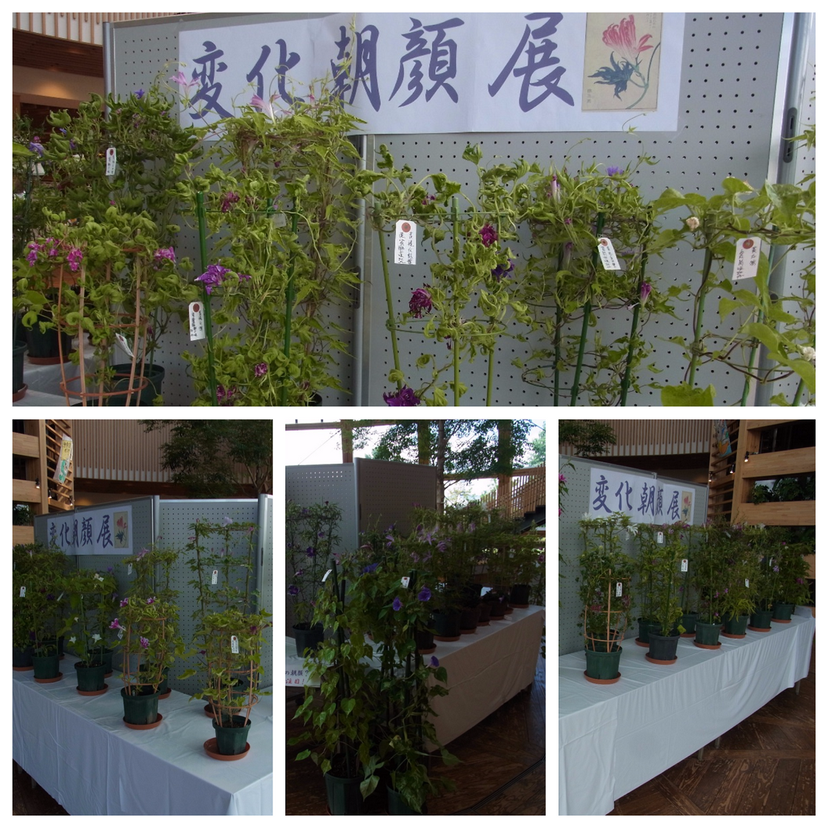 「変化朝顔展」in花育センター（新潟市）①