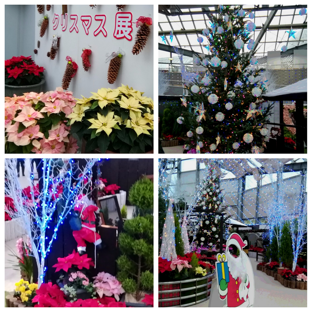 新潟県立植物園「クリスマス展」