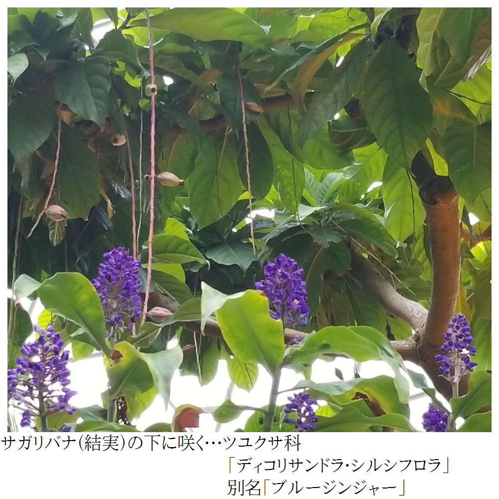 植物園に行こう～！