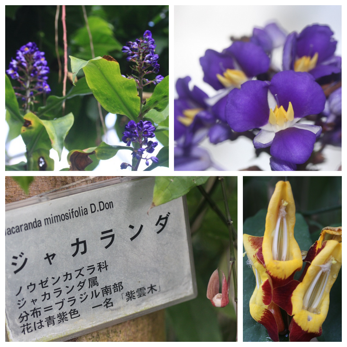 まだ見頃！これから見頃！新潟県立植物園