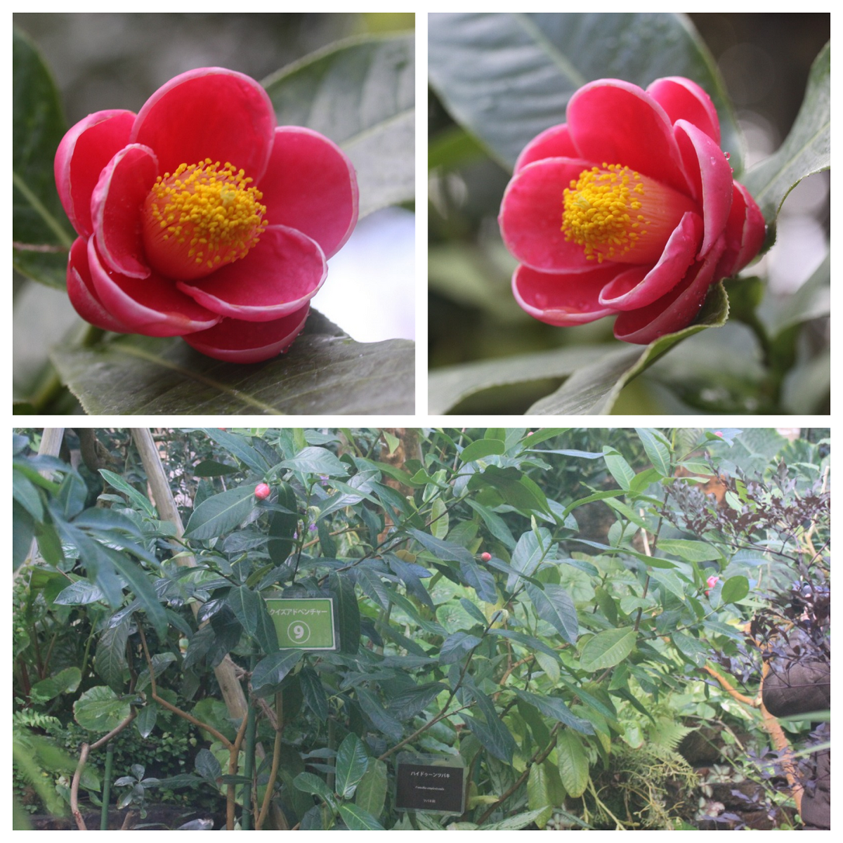 まだ見頃！これから見頃！新潟県立植物園