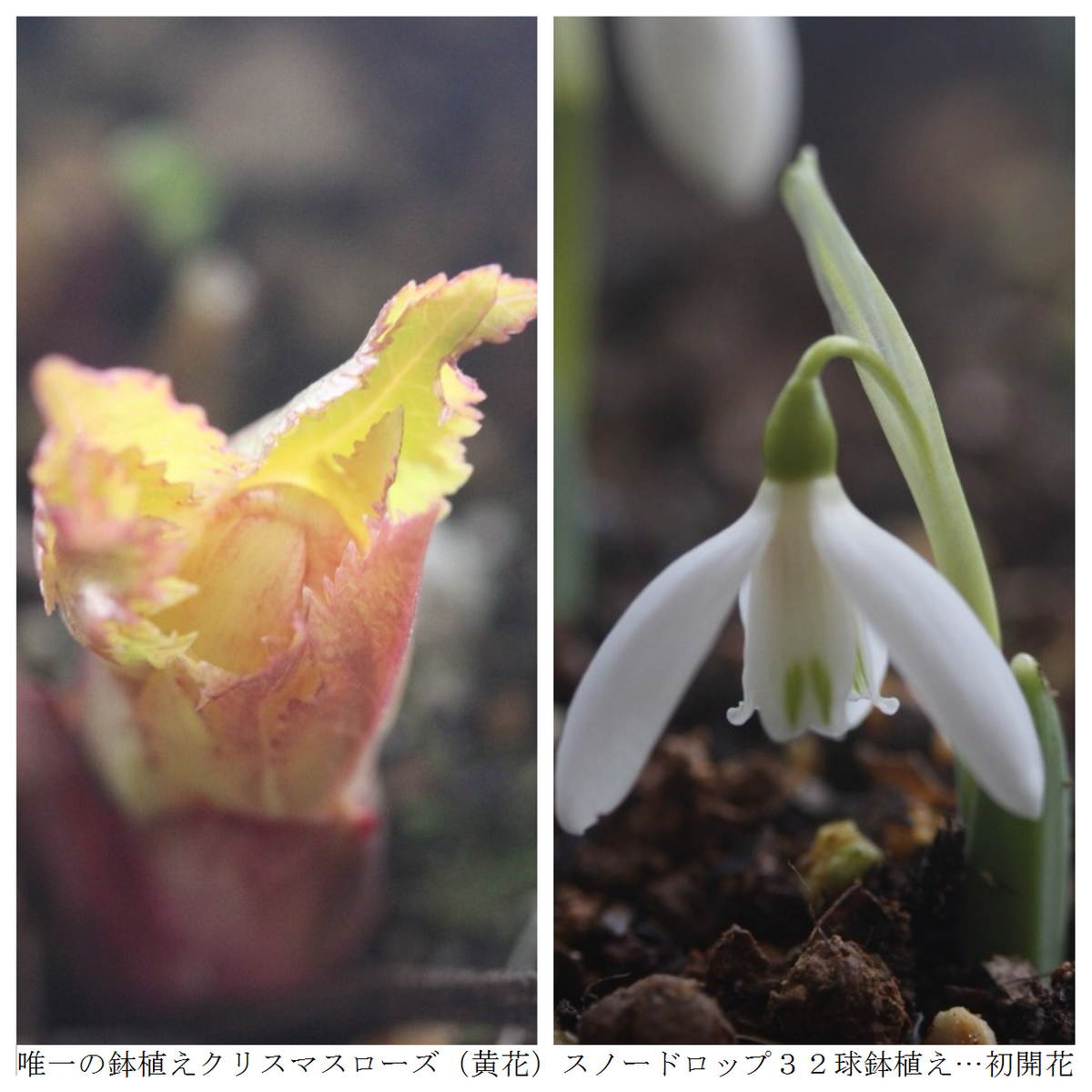 １４日以来の晴れ間が雪を溶かす！