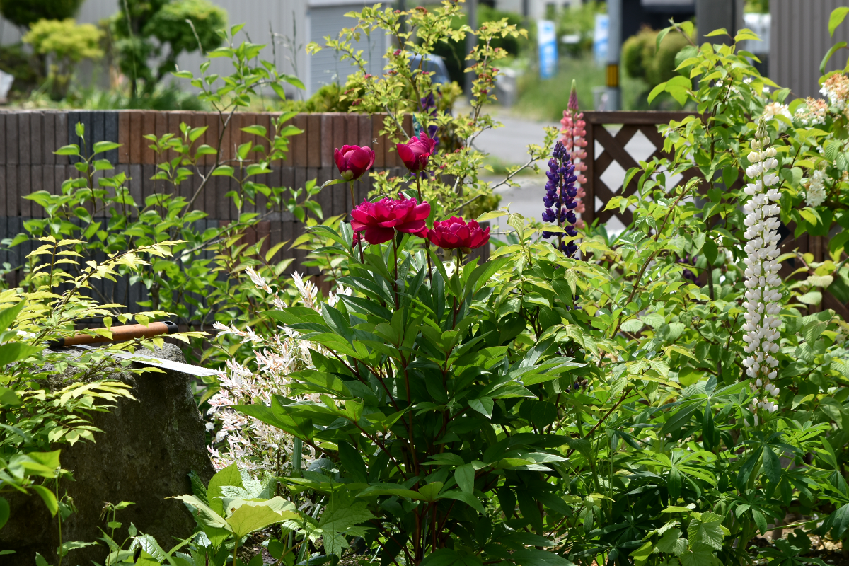 《2017　6月芍薬　ボツ写真にした訳は・・・》