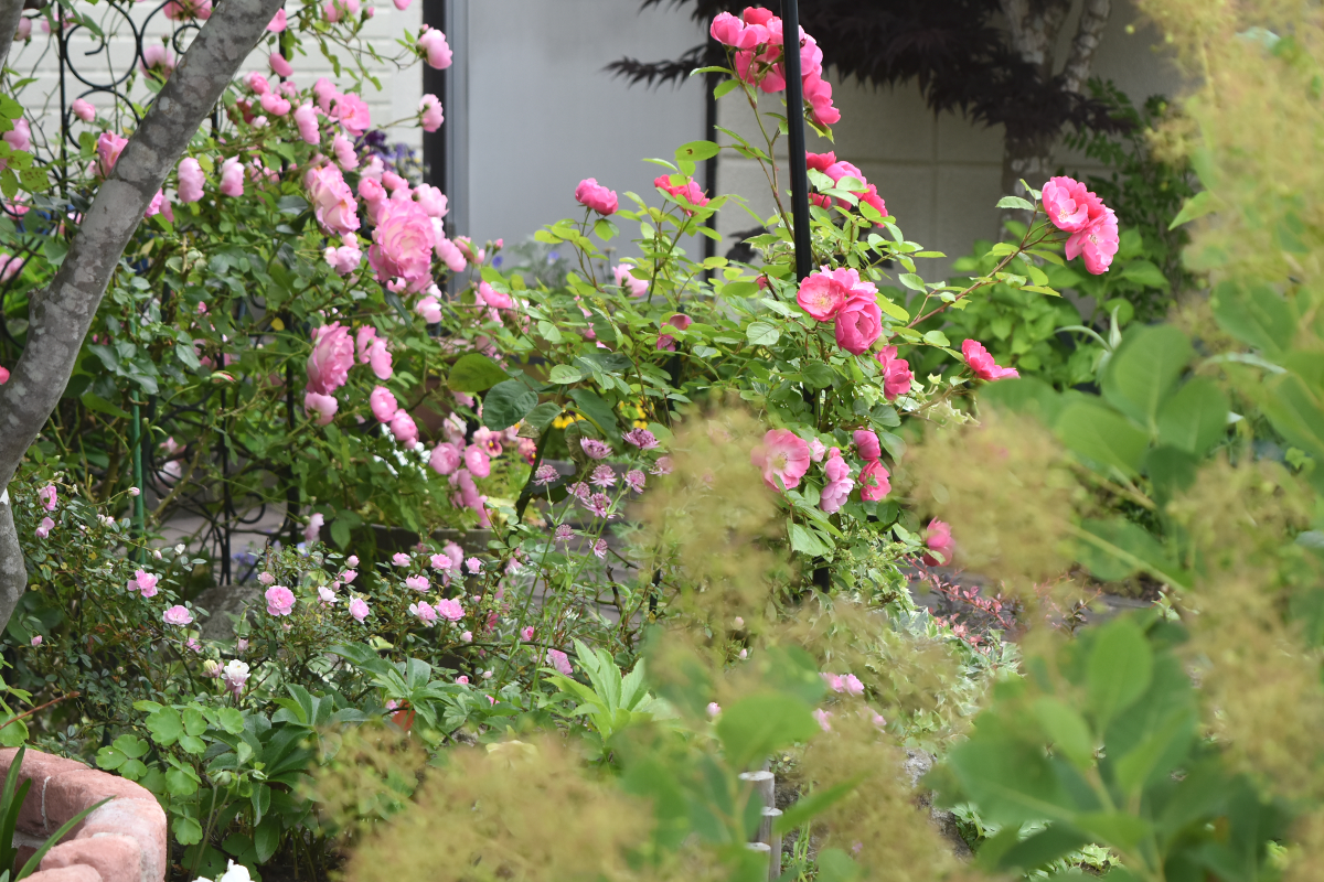 《2017　6月芍薬　ボツ写真にした訳は・・・》