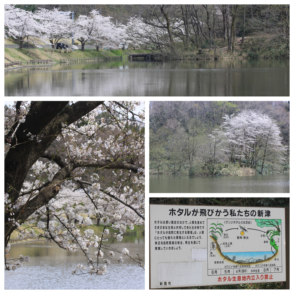 続き…一人お花見ドライブ！