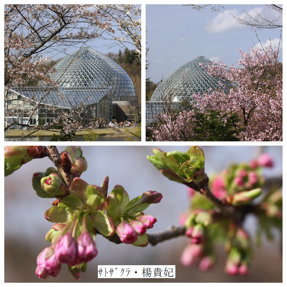 次々咲く桜…新潟県立植物園