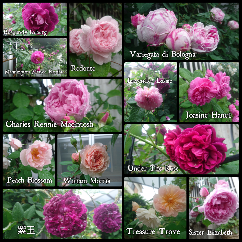 My Garden Rose Collection🎵